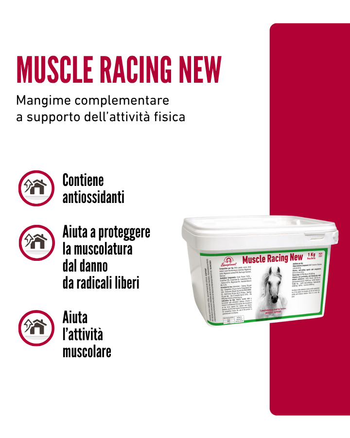Muscle Racing New